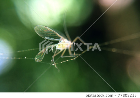 Mosquito in spider web macro photo. Abstract background with insect caught by arachnid netting close-up. Mosquito in spider web macro photo. Abstract background with insect caught by arachnid netting close-up. 77805213