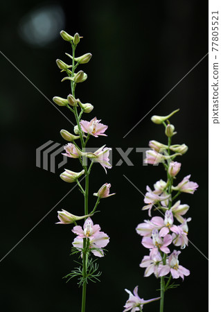 拉克斯布爾 77805521