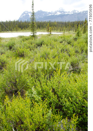 春季加拿大落基山脈賈斯珀國家公園小湖(加拿大) 春季加拿大落基山脈賈斯珀國家公園小湖(加拿大) 77805696