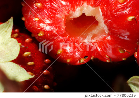 Industrial cultivation of strawberry plant. Ripe red fruits strawberry macro extreme close up. Strawberry fruit background. Natural growing of berries on farm. Eco healthy organic food horticulture 77806239