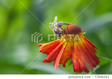 Honey bee covered with yellow pollen drink nectar, pollinating orange flower. Inspirational natural floral spring or summer blooming garden or park background. Life of insects. Macro close up. 77806261