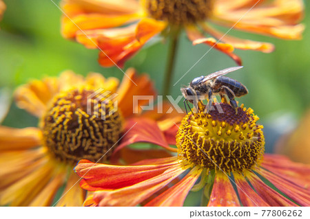 Honey bee covered with yellow pollen drink nectar, pollinating orange flower. Inspirational natural floral spring or summer blooming garden or park background. Life of insects. Macro close up. 77806262