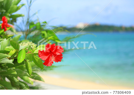 Okinawa's blue sea, blue sky and bright red hibiscus flowers 77806409