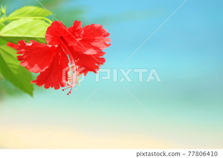 Okinawa's blue sea, blue sky and bright red hibiscus flowers 77806410