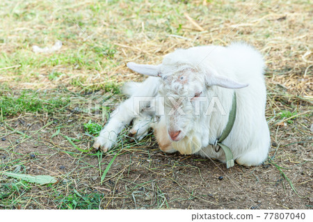 Cute goat relaxing in ranch farm in summer day. Domestic goats grazing in pasture and chewing, countryside background. Goat in natural eco farm growing to give milk and cheese. 77807040