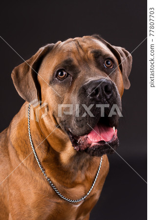 Young cane corso, studio portrait. Young cane corso, studio portrait. 77807703