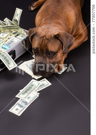 Big pedigreed dog and diplomat with money. Big pedigreed dog and diplomat with money. 77807706