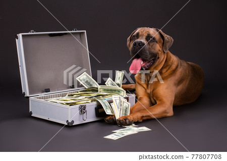 Suitcase full of dollars and huge dog. Suitcase full of dollars and huge dog. 77807708
