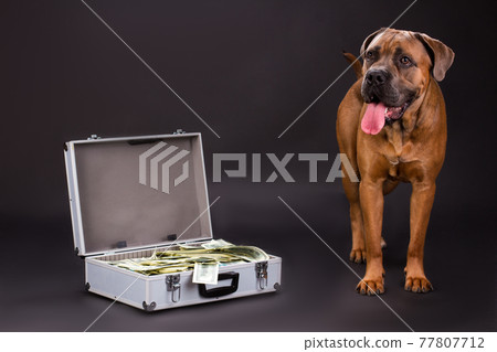 Cane corso and silver suitcase with dollars. Cane corso and silver suitcase with dollars. 77807712