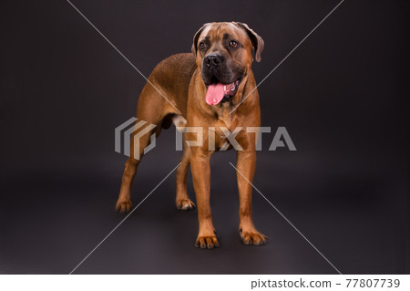 Cane corso italian dog, studio shot. Cane corso italian dog, studio shot. 77807739