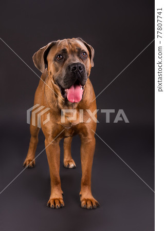 Beautiful italian mastiff cane corso. Beautiful italian mastiff cane corso. 77807741