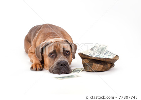 Cane corso with hat of money. Cane corso with hat of money. 77807743