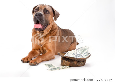 Cane corso and hat full of dollars. Cane corso and hat full of dollars. 77807746