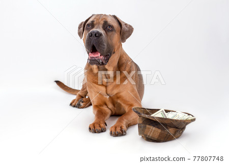 Studio portrait of cane corso and hat with money. Studio portrait of cane corso and hat with money. 77807748