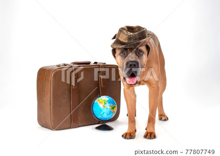 Cute cane corso in hat, travel concept. Cute cane corso in hat, travel concept. 77807749