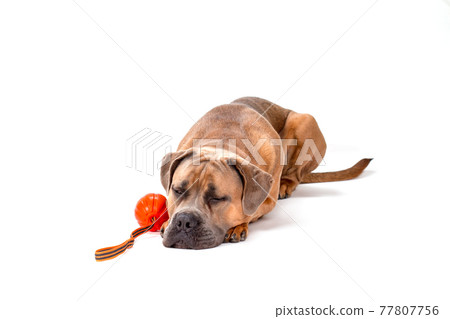 Sleeping cane corso, studio shot. 77807756