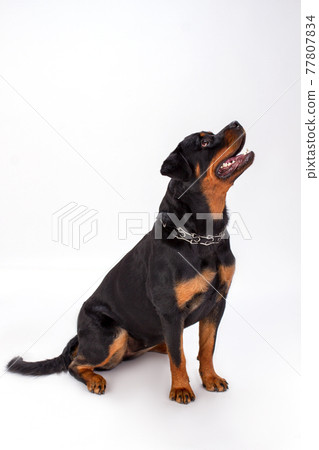 Beautiful dog on white background. 77807834