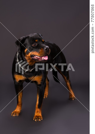 Rottweiler portrait in the studio. 77807868