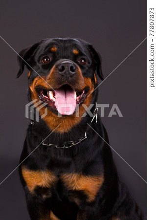Portrait f beautiful young rottweiler. 77807873