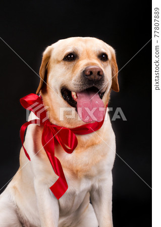 Cute puppy with red ribbon on his neck. 77807889
