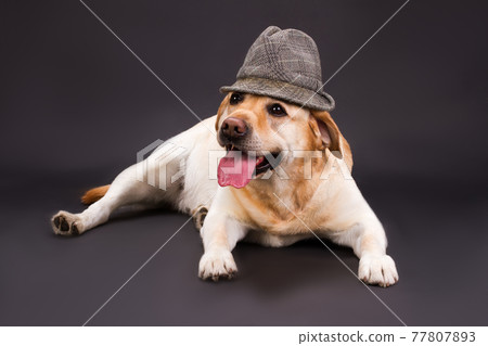 Cute labrador lying on dark background. 77807893