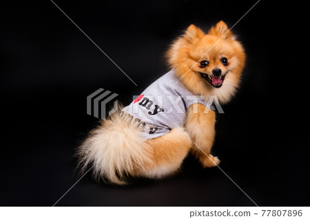 Happy pomeranian spitz in clothes. Happy pomeranian spitz in clothes. 77807896