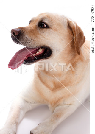 Young labrador retriever, studio portrait. 77807925