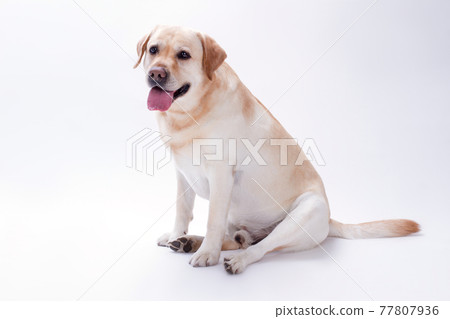 Cute young labrador retriever on white background. Cute young labrador retriever on white background. 77807936