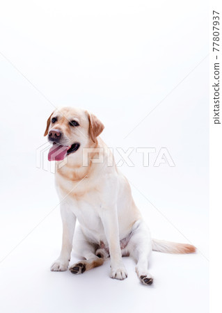 Beautiful labrador retriever on white background. Beautiful labrador retriever on white background. 77807937