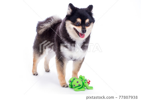 Black pomeranian spitz, white background. Black pomeranian spitz, white background. 77807938
