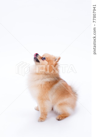Orange color spitz, profile view. 77807941