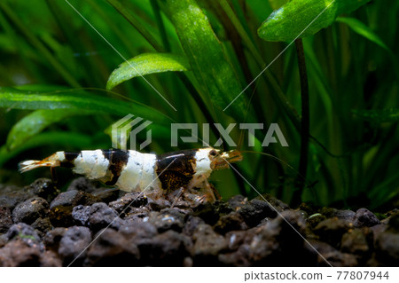 Black bee shrimp look for food in aquatic soil near aquatic plant in fresh water aquarium tank. Black bee shrimp look for food in aquatic soil near aquatic plant in fresh water aquarium tank. 77807944