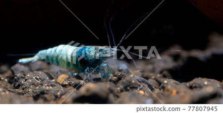 Blue bolt dwarf shrimp look for food in aquatic soil with dark background freshwater aquarium tank 77807945