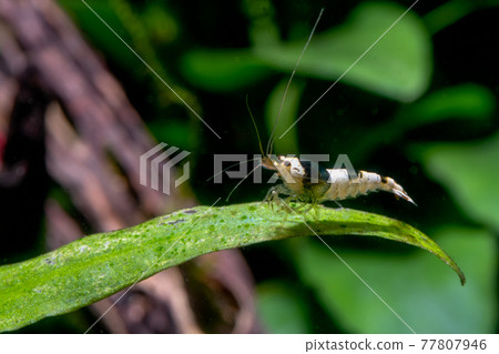 Black bee dwarf shrimp stay on long green leaf of aquatic plant in fresh water aquarium tank Black bee dwarf shrimp stay on long green leaf of aquatic plant in fresh water aquarium tank 77807946