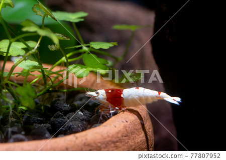 Red bee dwarf shrimp stay on edge of poetry decoration in freshwater aquarium tank Red bee dwarf shrimp stay on edge of poetry decoration in freshwater aquarium tank 77807952