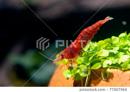 Fire red dwarf shrimp stay on green grass in poetry decorative or aquatic plant and look down Fire red dwarf shrimp stay on green grass in poetry decorative or aquatic plant and look down 77807968