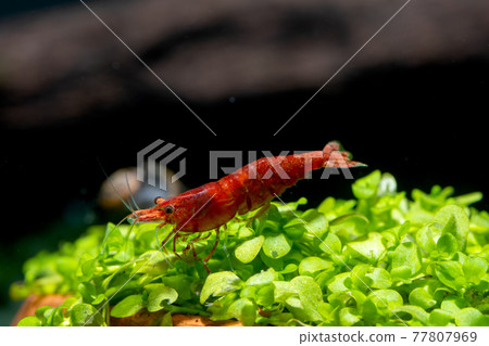 Fire red dwarf shrimp stay on green leaf aquarium plant and look down with snail and dark background Fire red dwarf shrimp stay on green leaf aquarium plant and look down with snail and dark background 77807969