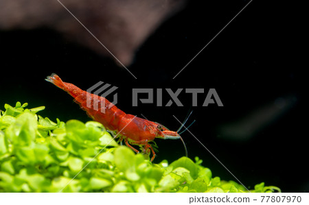Red dwarf shrimp blood fire shrimp stay on green leaf aquarium plant and look down dark background Red dwarf shrimp blood fire shrimp stay on green leaf aquarium plant and look down dark background 77807970