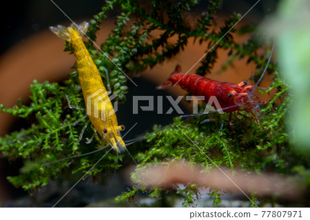 Yellow dwarf shrimp stay on green leaf of aquatic plant or moss with fire red shrimp dark background Yellow dwarf shrimp stay on green leaf of aquatic plant or moss with fire red shrimp dark background 77807971
