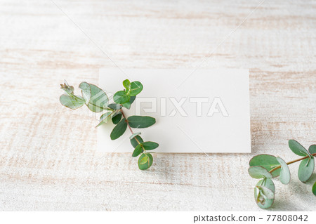 桉樹和迷你卡 桉樹和迷你卡 77808042