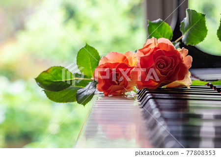 鋼琴鍵盤和兩朵橙色玫瑰 77808353