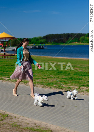 Young girl with her dog. Puppy white dog is running with it's owner. Concept about friendship, animal and freedom. 77808507