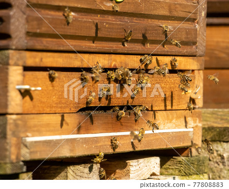 Bees fly to beehive, close up. Honey Bees at the entrance to the apiary. 77808883