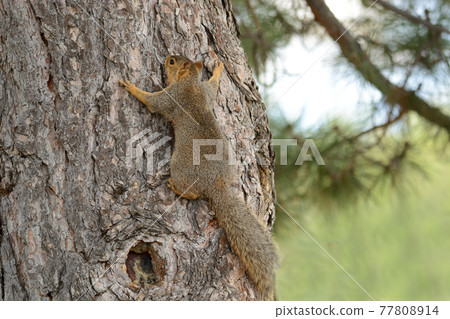 Red fox squirrel climbing trunk of pine tree and hanging on to bark Red fox squirrel climbing trunk of pine tree and hanging on to bark 77808914