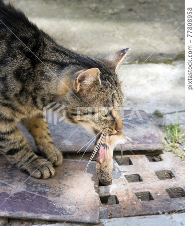 A cat catch a mouse A cat catch a mouse 77808958