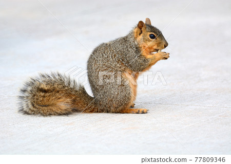 Urban Red fox squirrel eating and nibbling morsel on sidewalk 77809346