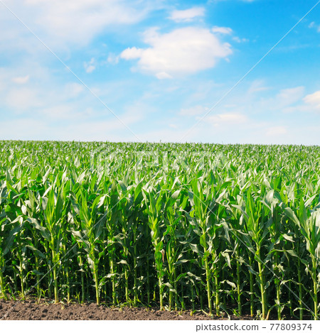 Corn field and blue sky. Corn field and blue sky. 77809374