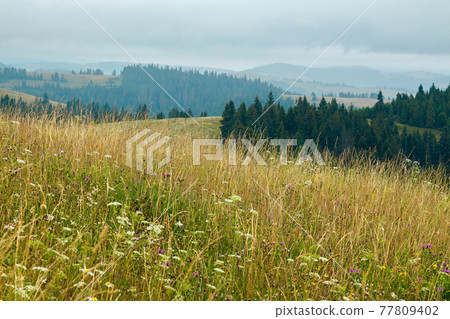 tall grass on the meadow. spruce forest on the hills. mountain landscape on a cloudy day in summer 77809402