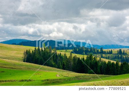 forest on the grassy meadow in mountains. stunning countryside scenery in early autumn dramatic weather. clouds on the sky. bright environment nature background forest on the grassy meadow in mountains. stunning countryside scenery in early autumn dramatic weather. clouds on the sky. bright environment nature background 77809521