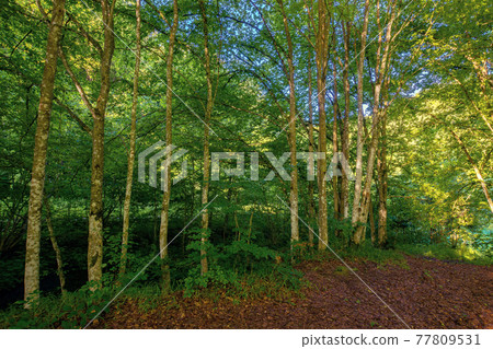 beech forest in summer. deciduous trees in morning light. beautiful nature background 77809531